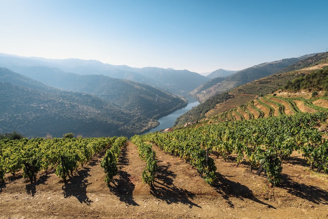 A Portuguese Port Wine illustration